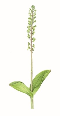 Common Twayblade Orchid Illustration