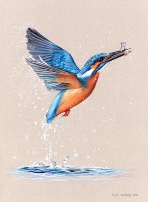 SALE! Kingfisher Colour pencil drawing 12x16"