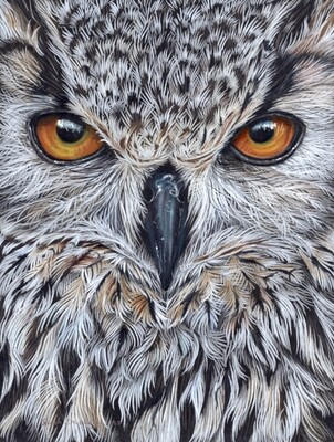 Eagle owl colour pencil drawing
