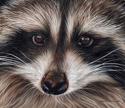 Raccoon Oil painting *Conservation piece*