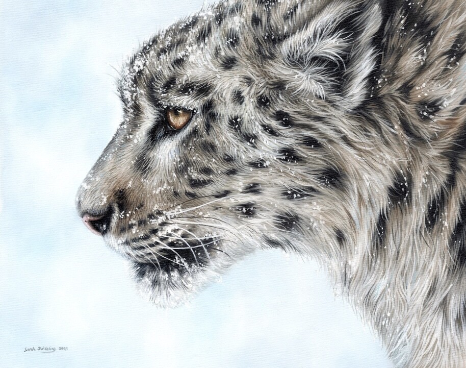 Snow Leopard oil painting *conservation piece*