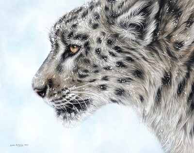 Snow Leopard oil painting *conservation piece*