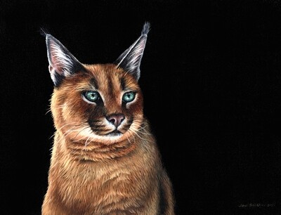 The night stalker (Caracal) *Conservation piece