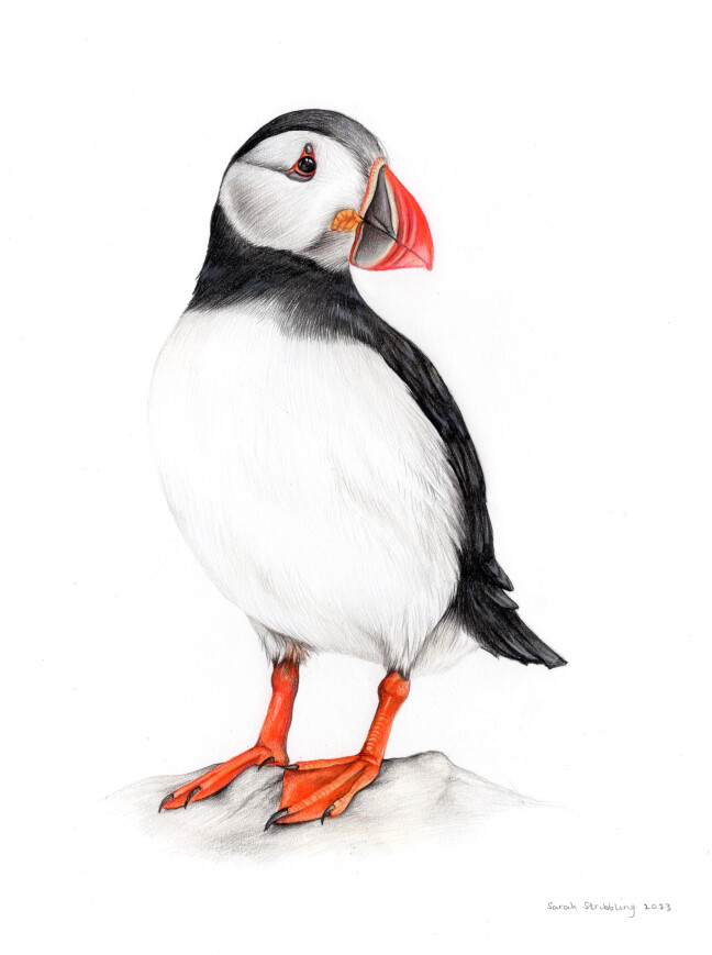 Puffin Colour Pencil drawing