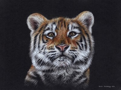 Tiger cub on black paper