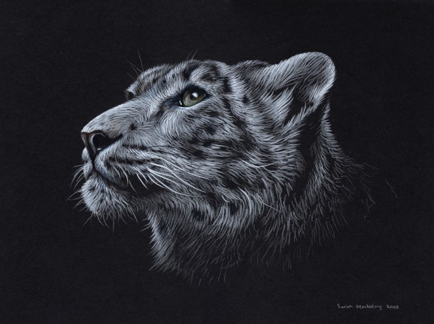 Snow Leopard colour pencil drawing