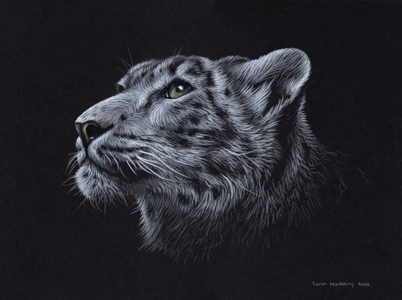 Snow Leopard colour pencil drawing