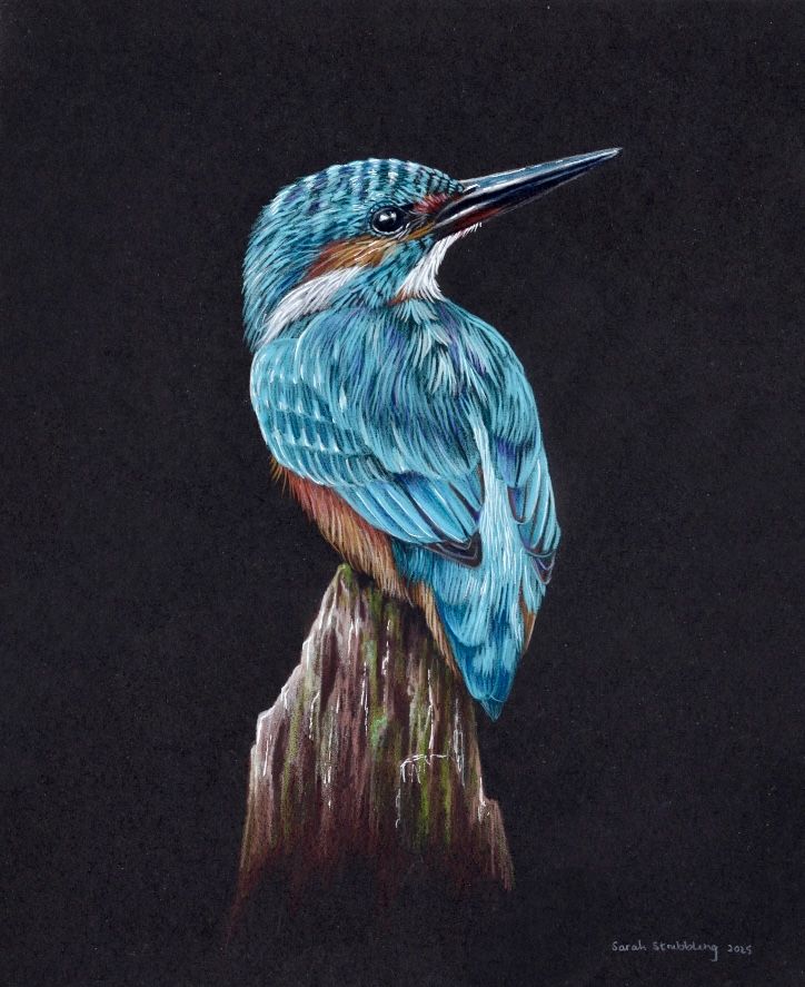 Kingfisher colour pencil drawing