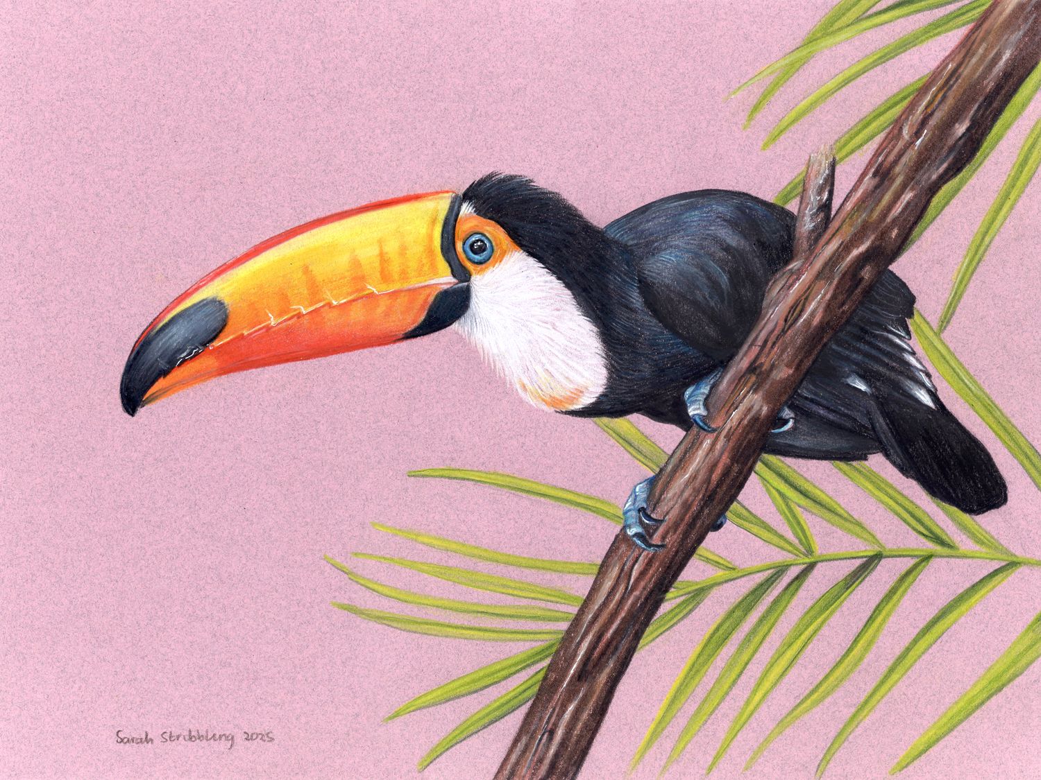 Toucan Colour Pencil Drawing