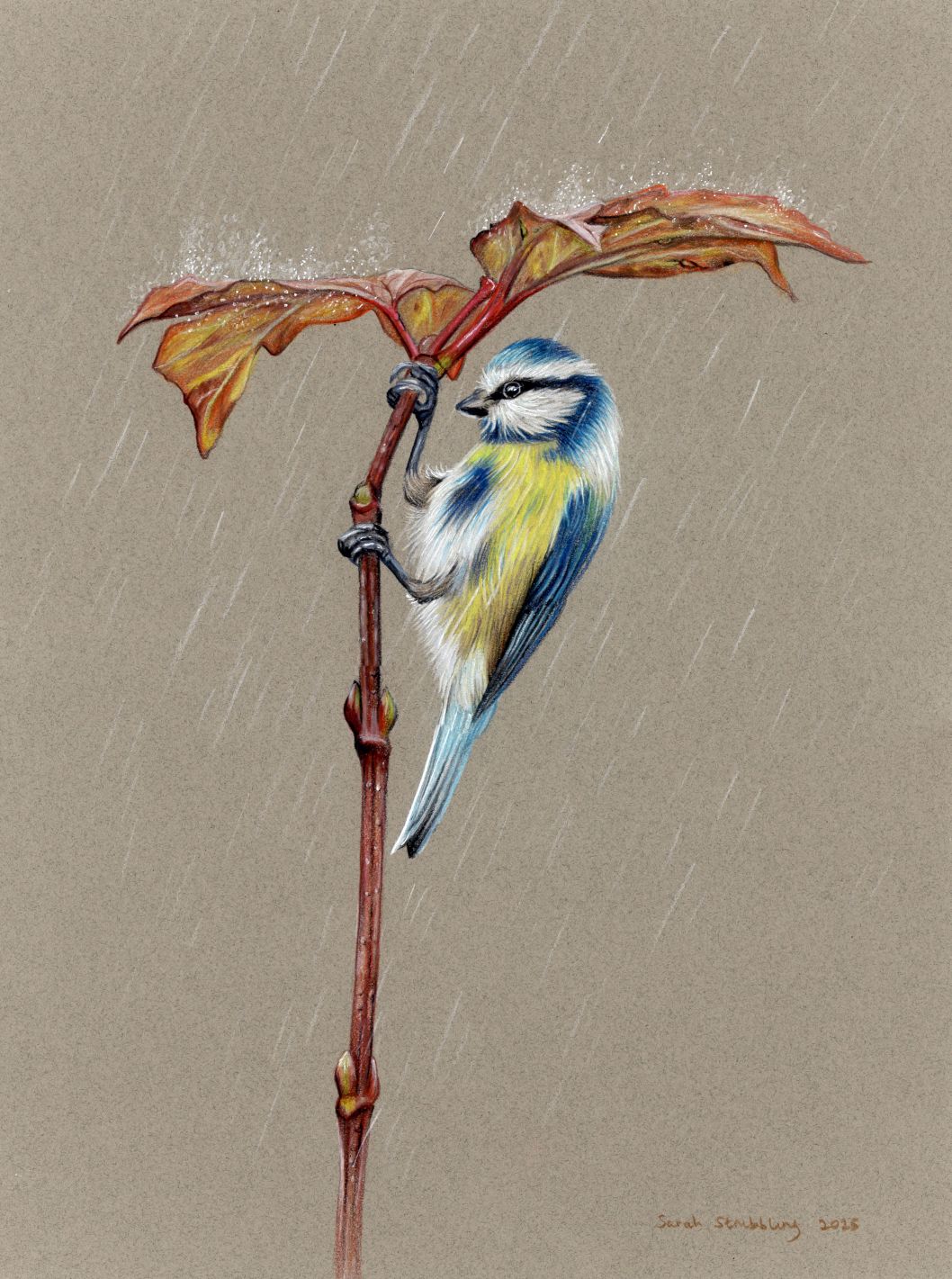 Blue tit Original Colour Pencil Drawing
