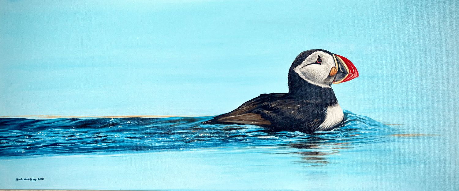 *SALE over 50% off*  Puffin Original Oil Painting *Free Frame Included*