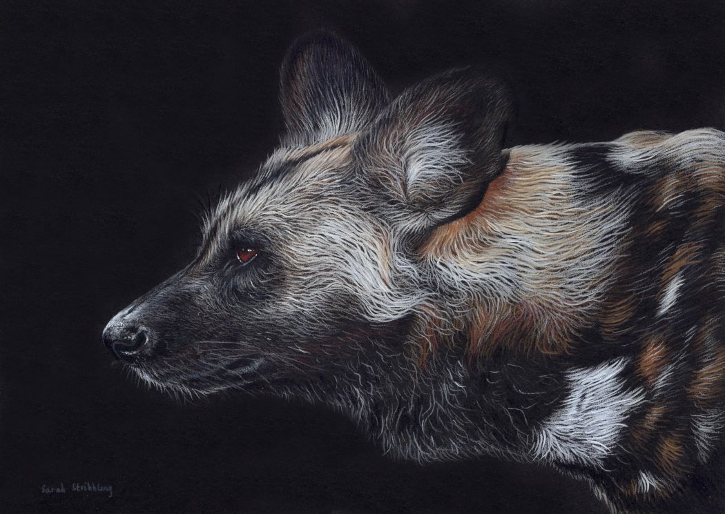 African Painted Dog Original Colour Pencil Drawing *SALE*