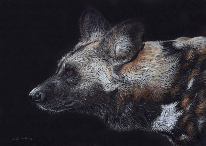 African Painted Dog Original Colour Pencil Drawing *SALE* African Painted Dog Original Colour Pencil Drawing *SALE*