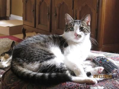 Pet portrait deposit for checkers