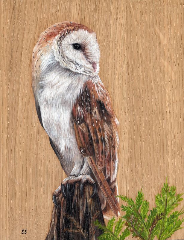 Barn owl oil painting on wood 20% off