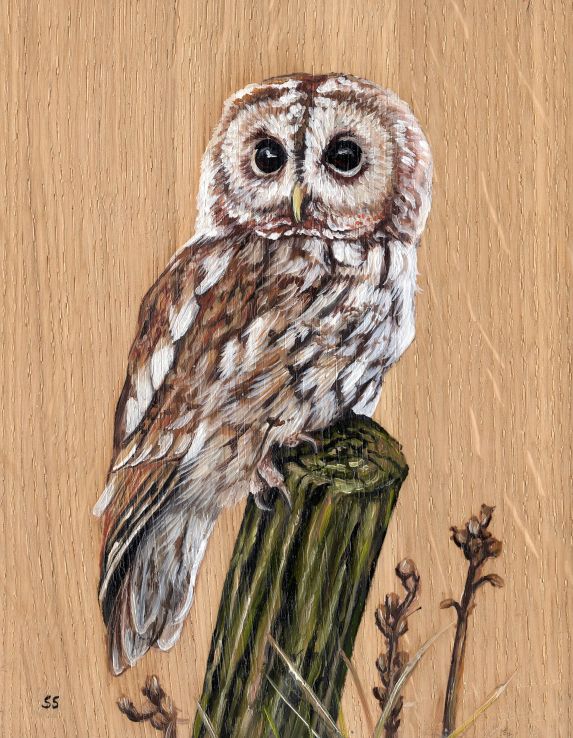 Tawny owl oil painting on oak wood. 20% off in easter sale!