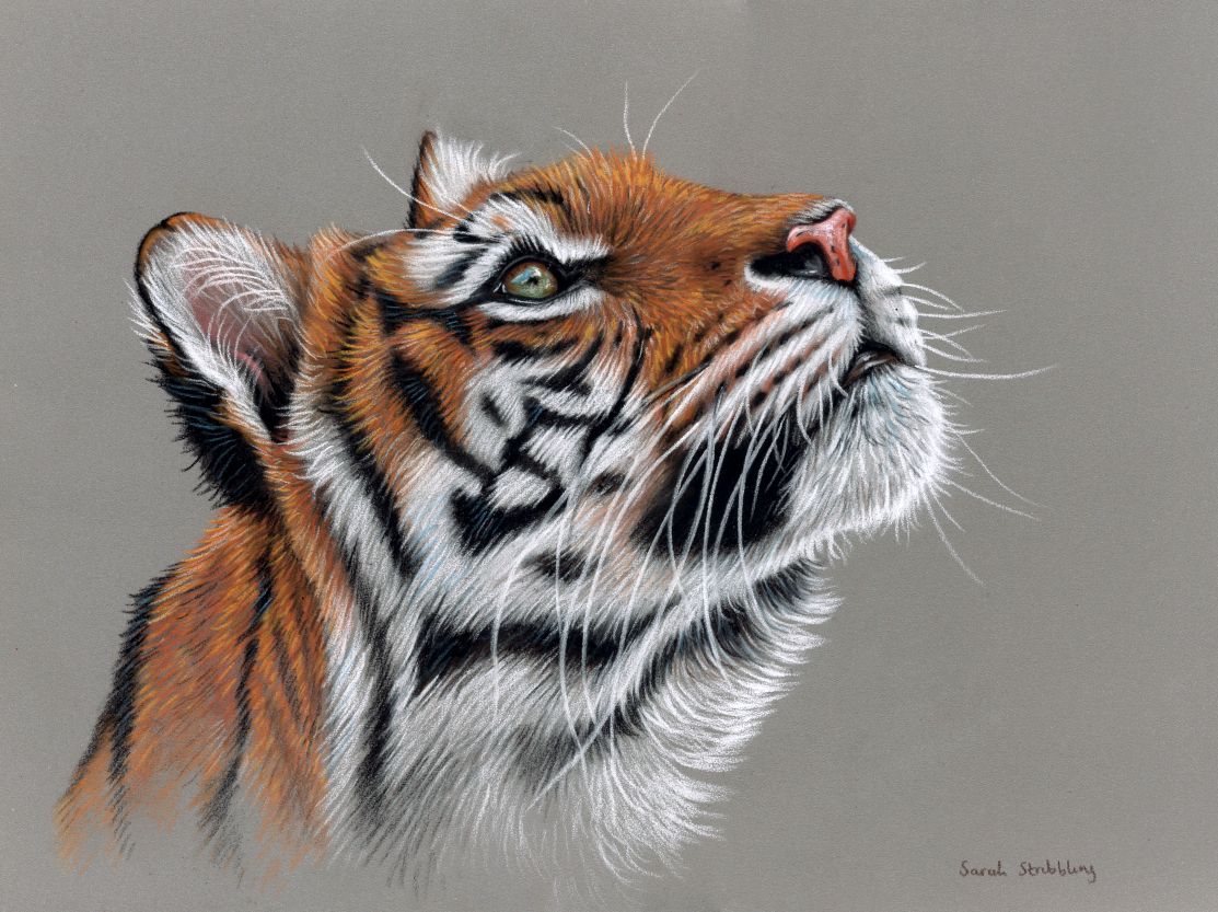 Amur Tiger Original Pastel Drawing