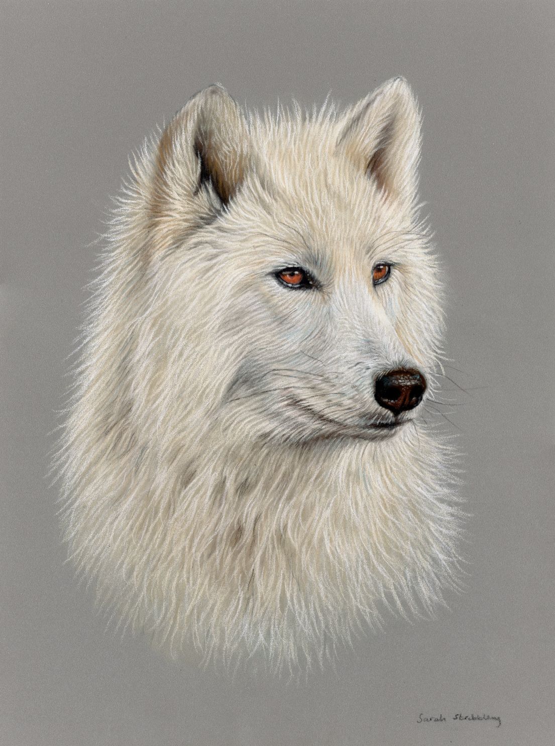 White Wolf Original Pastel Drawing
