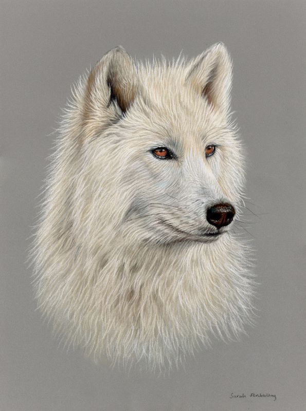 White Wolf Original Pastel Drawing