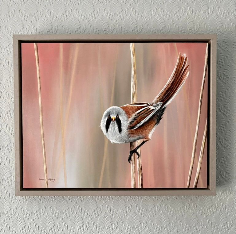 Bearded tit original oil painting *FRAMED* SALE