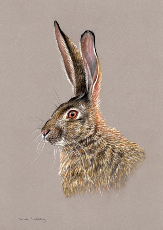Hare Original Pastel Drawing SALE