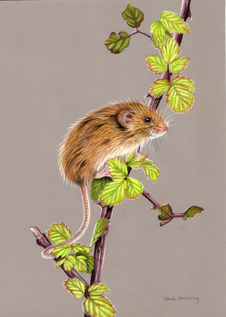 Harvest mouse ORIGINAL pastel drawing SALE