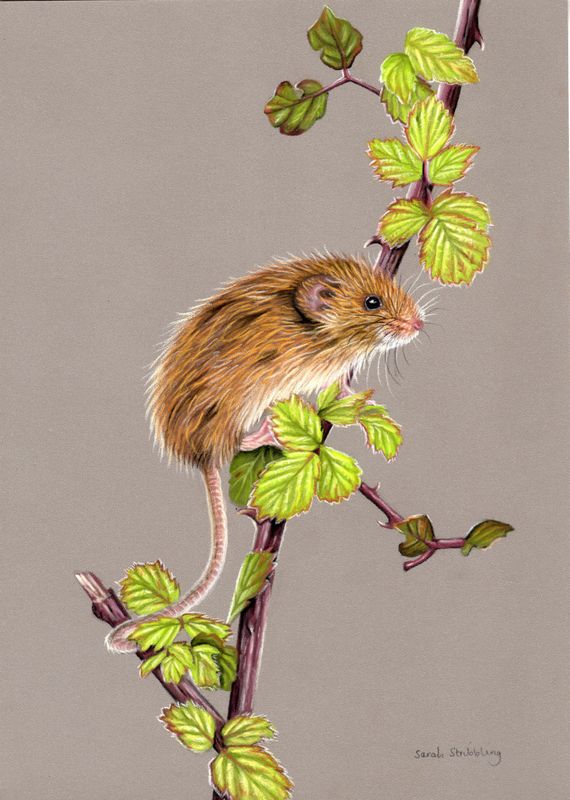 Harvest mouse ORIGINAL pastel drawing SALE