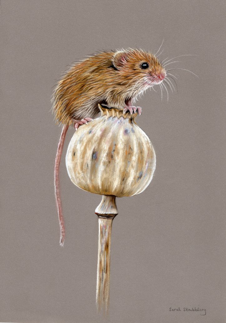 Harvest mouse ORIGINAL pastel drawing. SALE