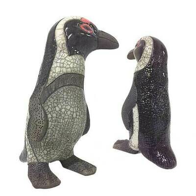 Jackass Penguin
