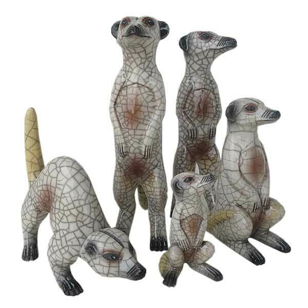 Meerkat Male