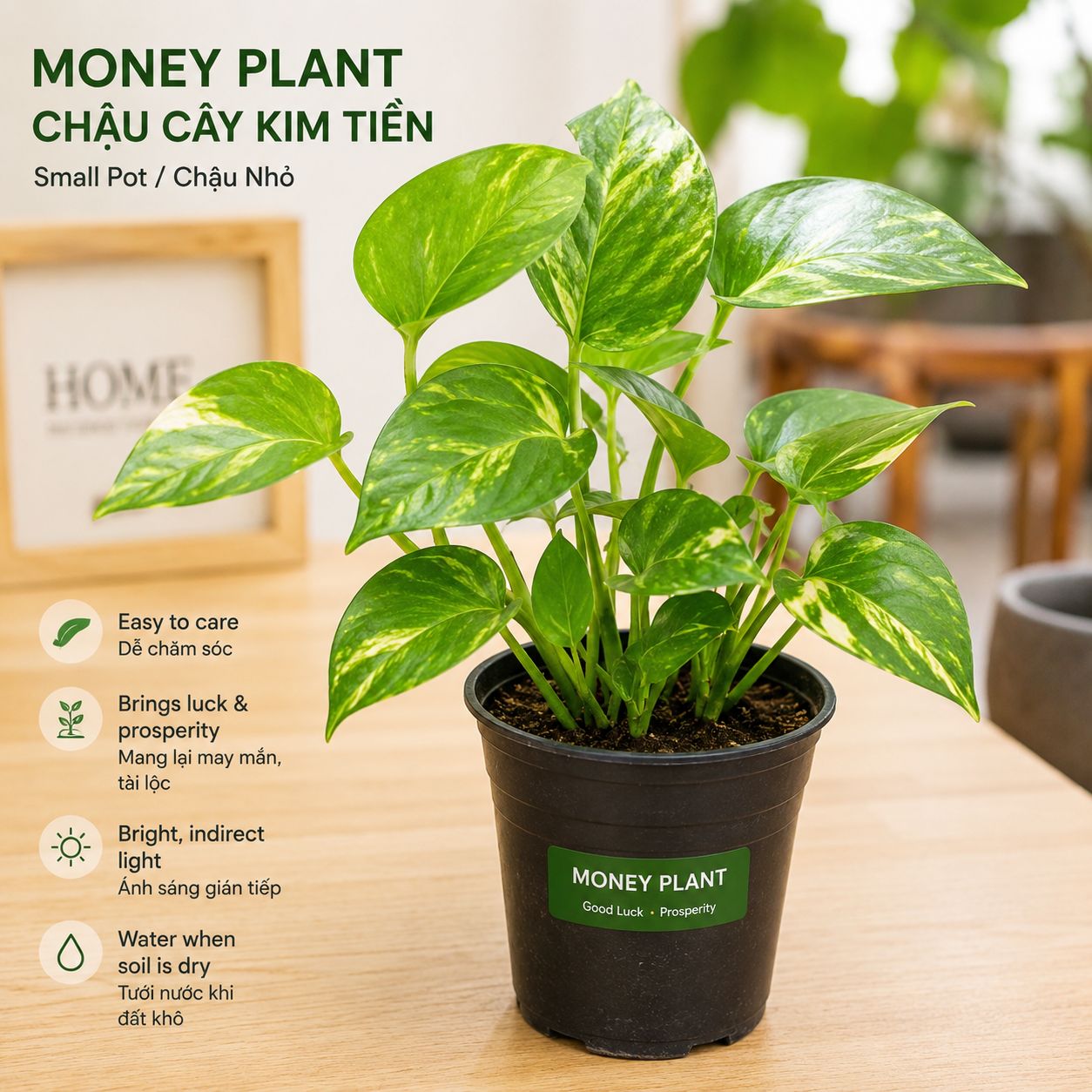 Money Plant Pot (Small)