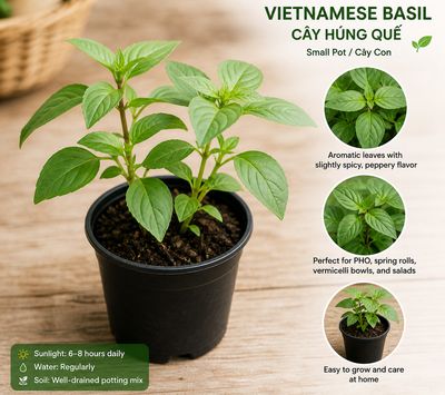 Vietnamese Basil Plant Pot (Small)
