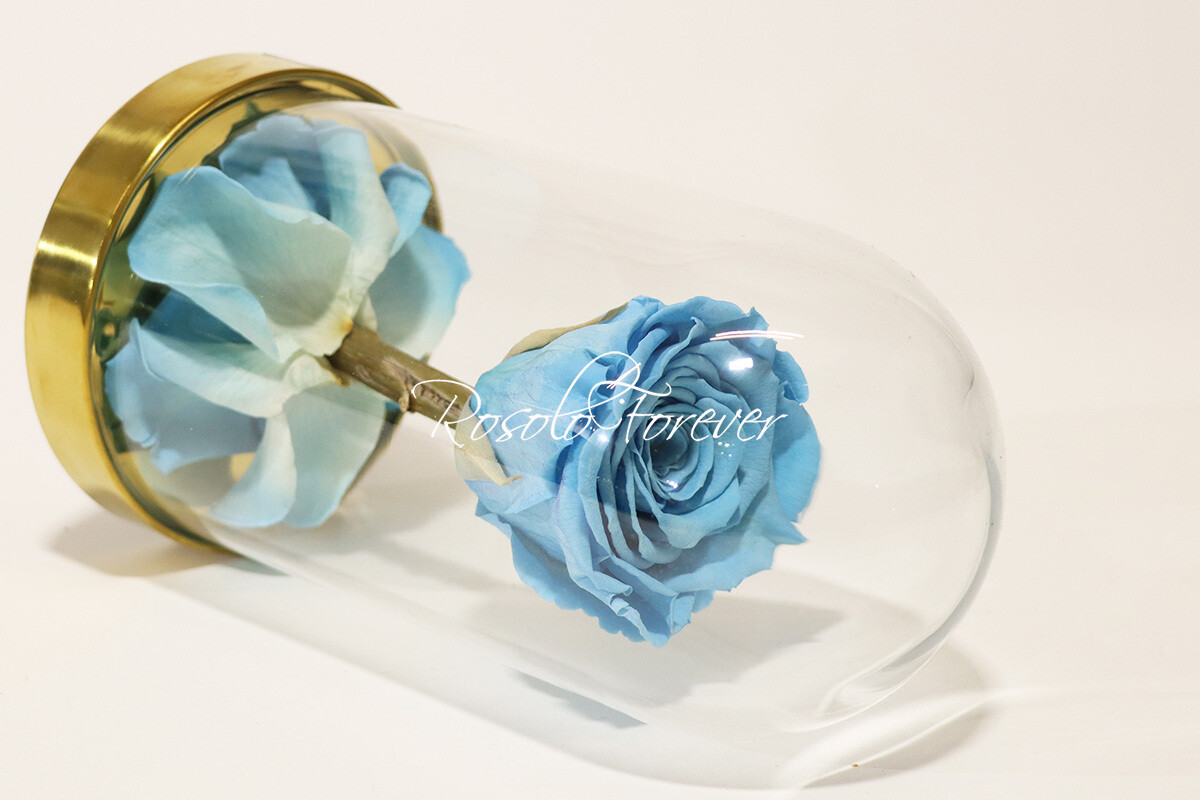 Belle rose éternelle sous cloche, taille L, bleu claire