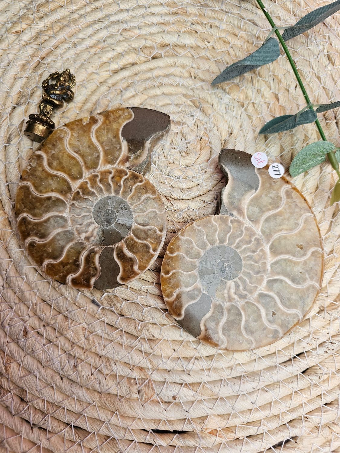 Ammonite n°277