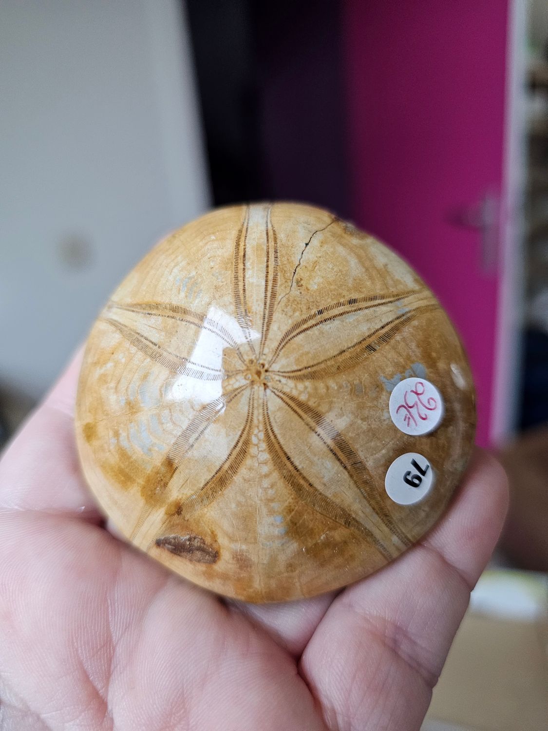 Oursin Fossilisé n°79