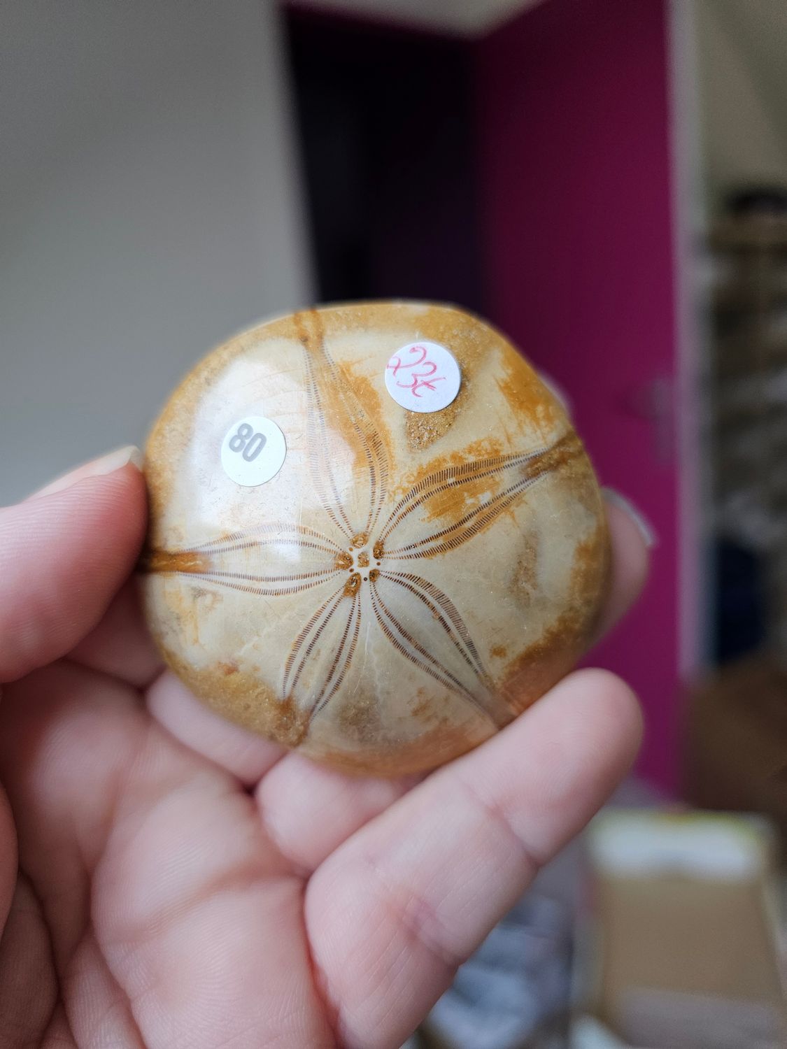 Oursin Fossilisé n°80