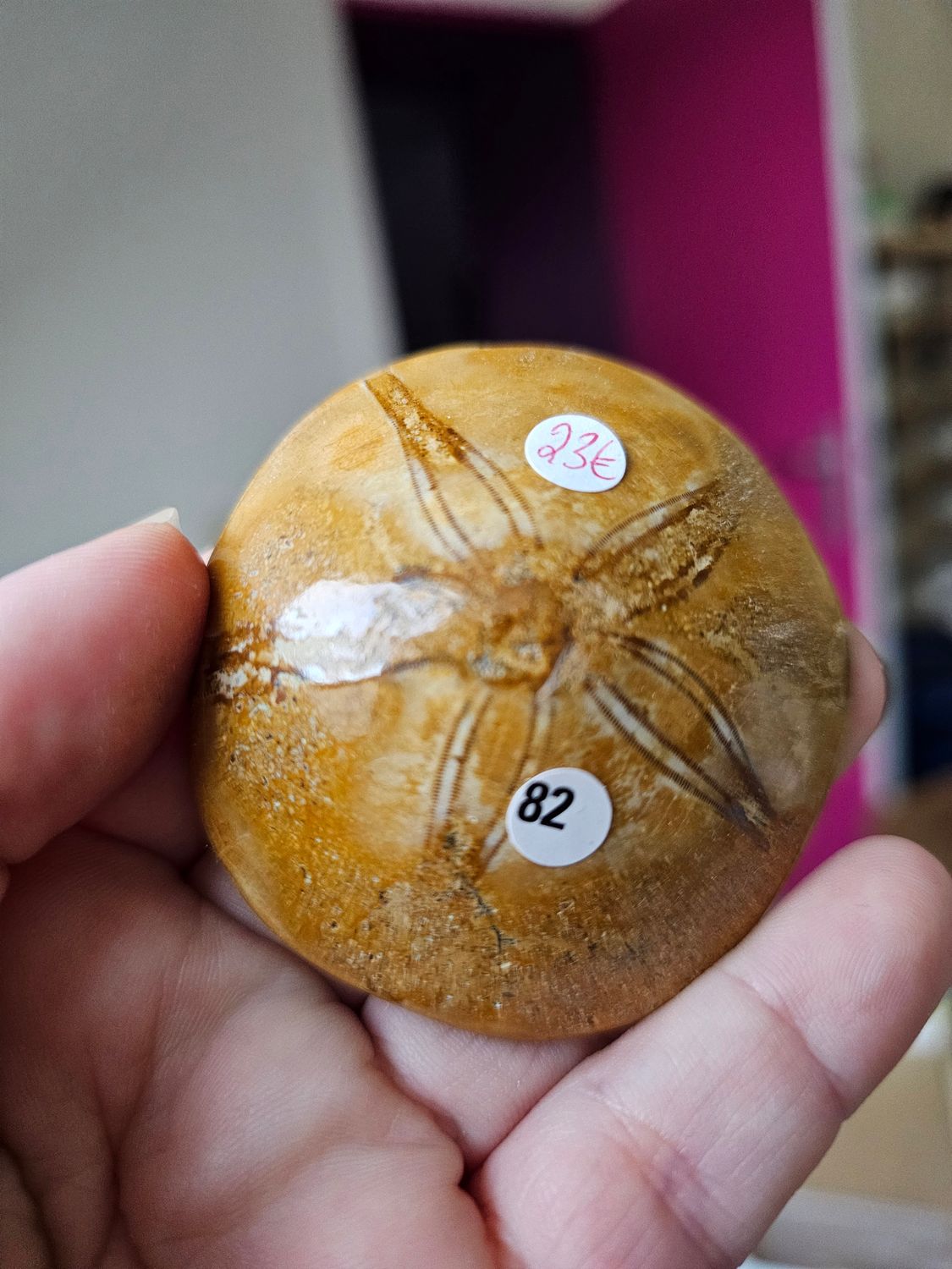 Oursin Fossilisé n°82