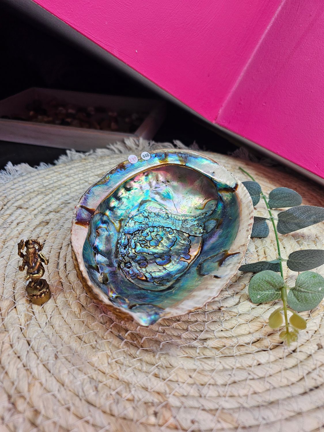 Coquille d&#39;ormeaux n°448