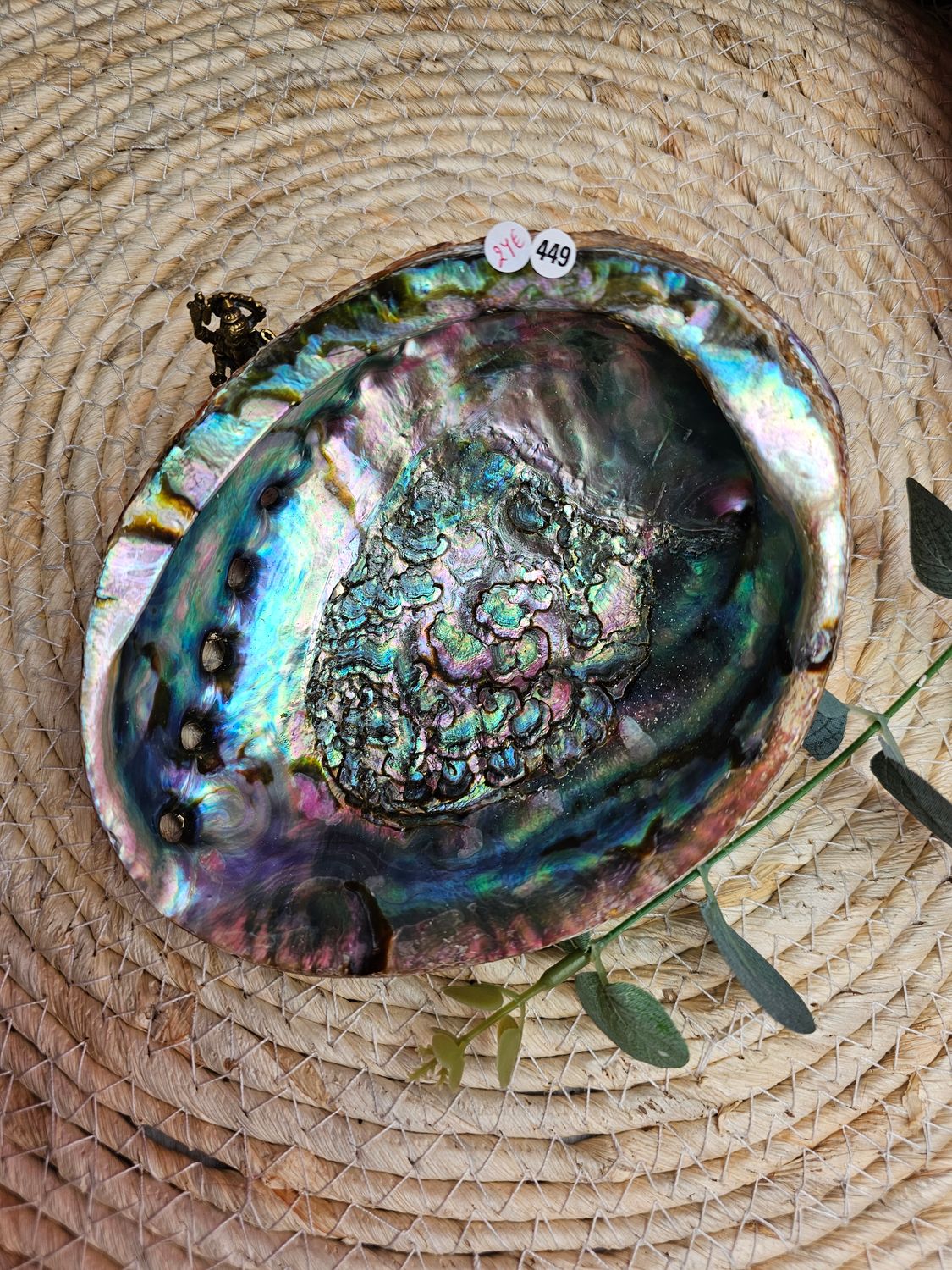 Coquille d’ormeau n°449