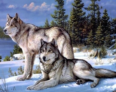 Картина по номерам Colibri "Северные волки" 40х50см