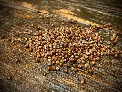 Peppercorn Grains of Paradise