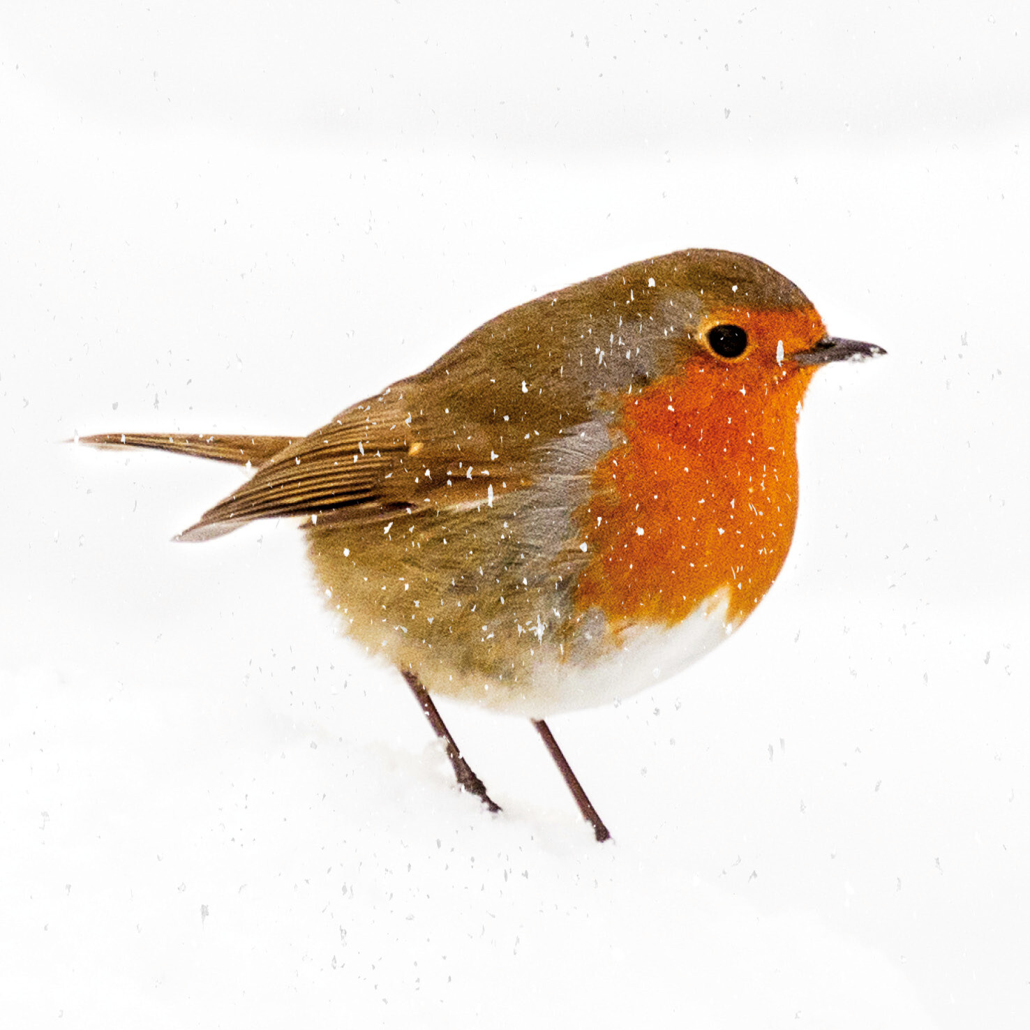 Alert Robin
