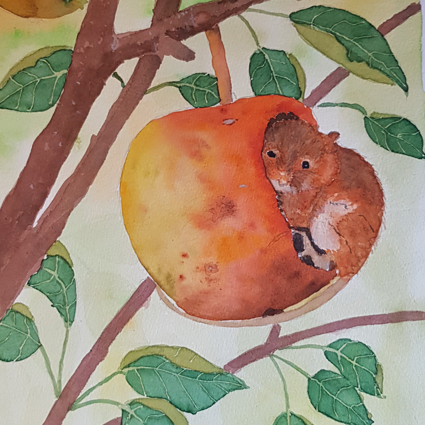 Autumn Dormouse