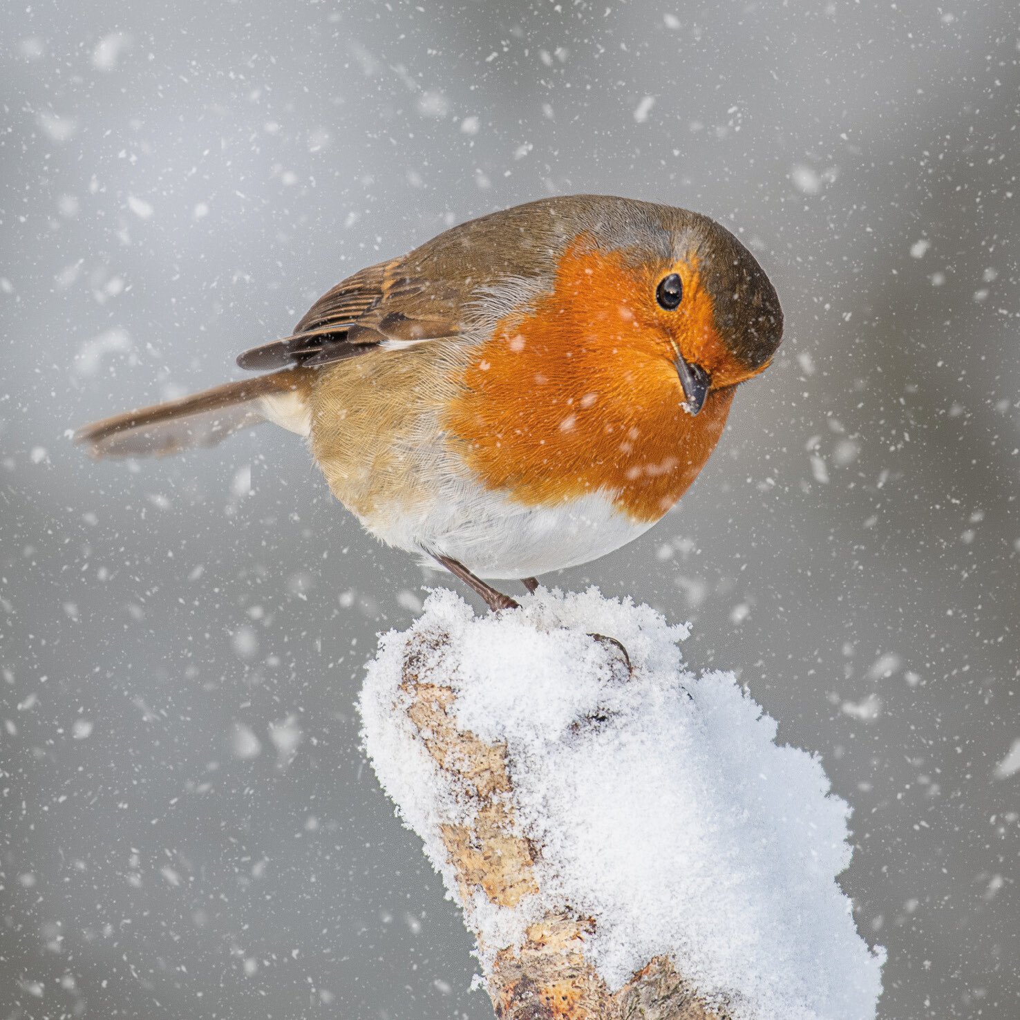 Cheeky Robin