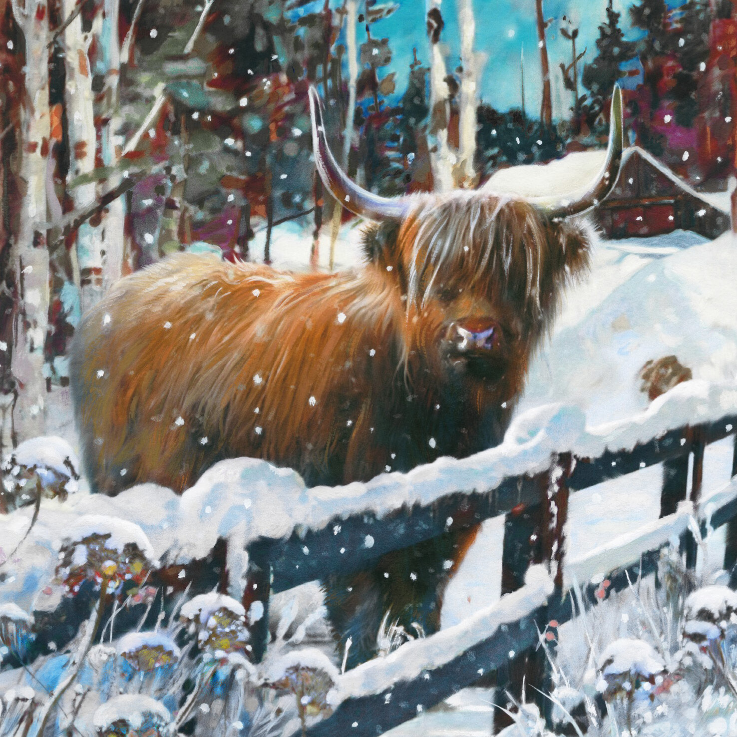 Highland Cow