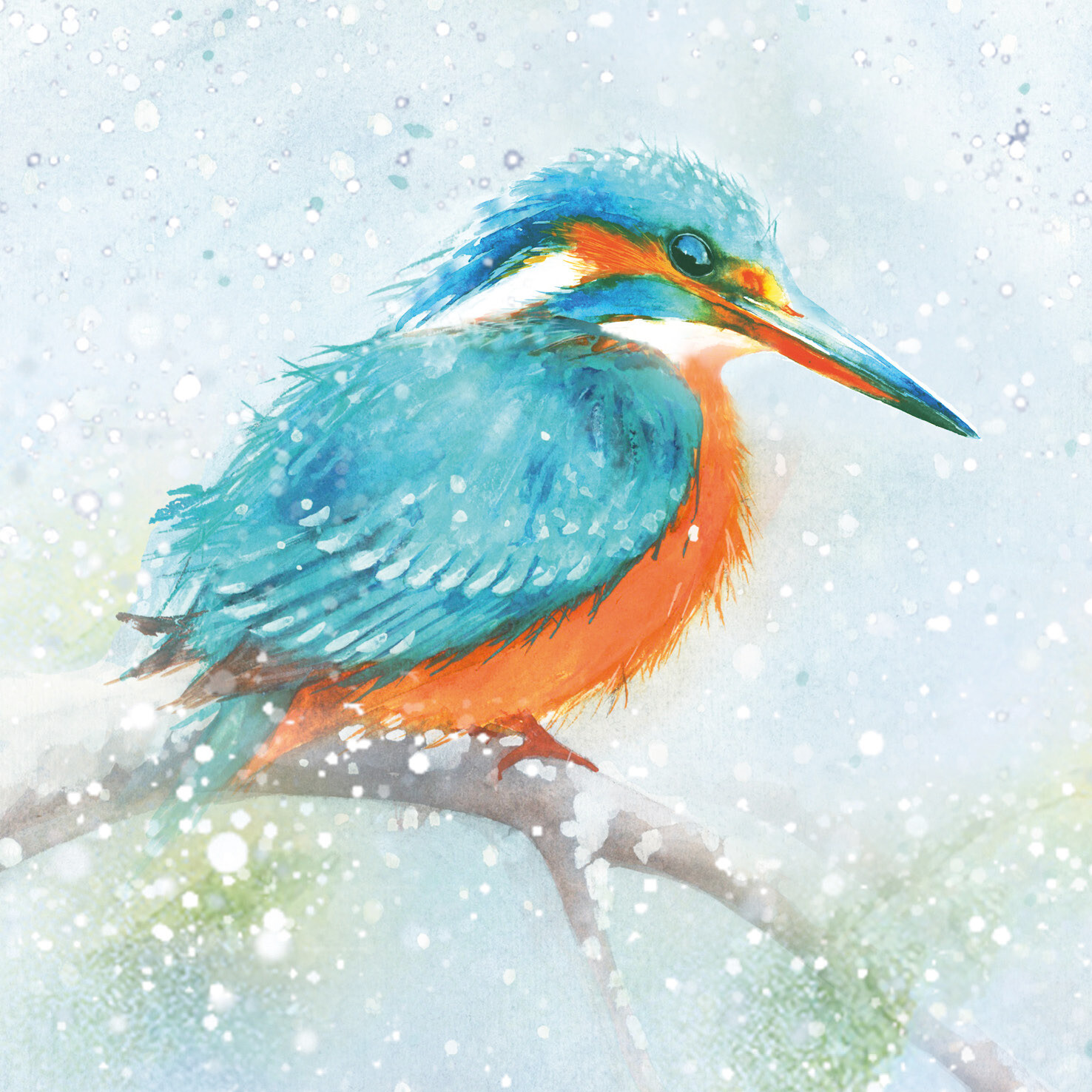 Snowy Kingfisher