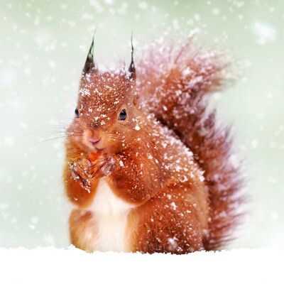 Red Squirrel