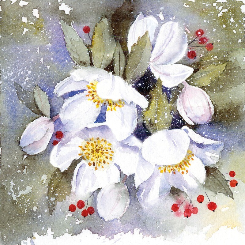 Festive Hellebore
