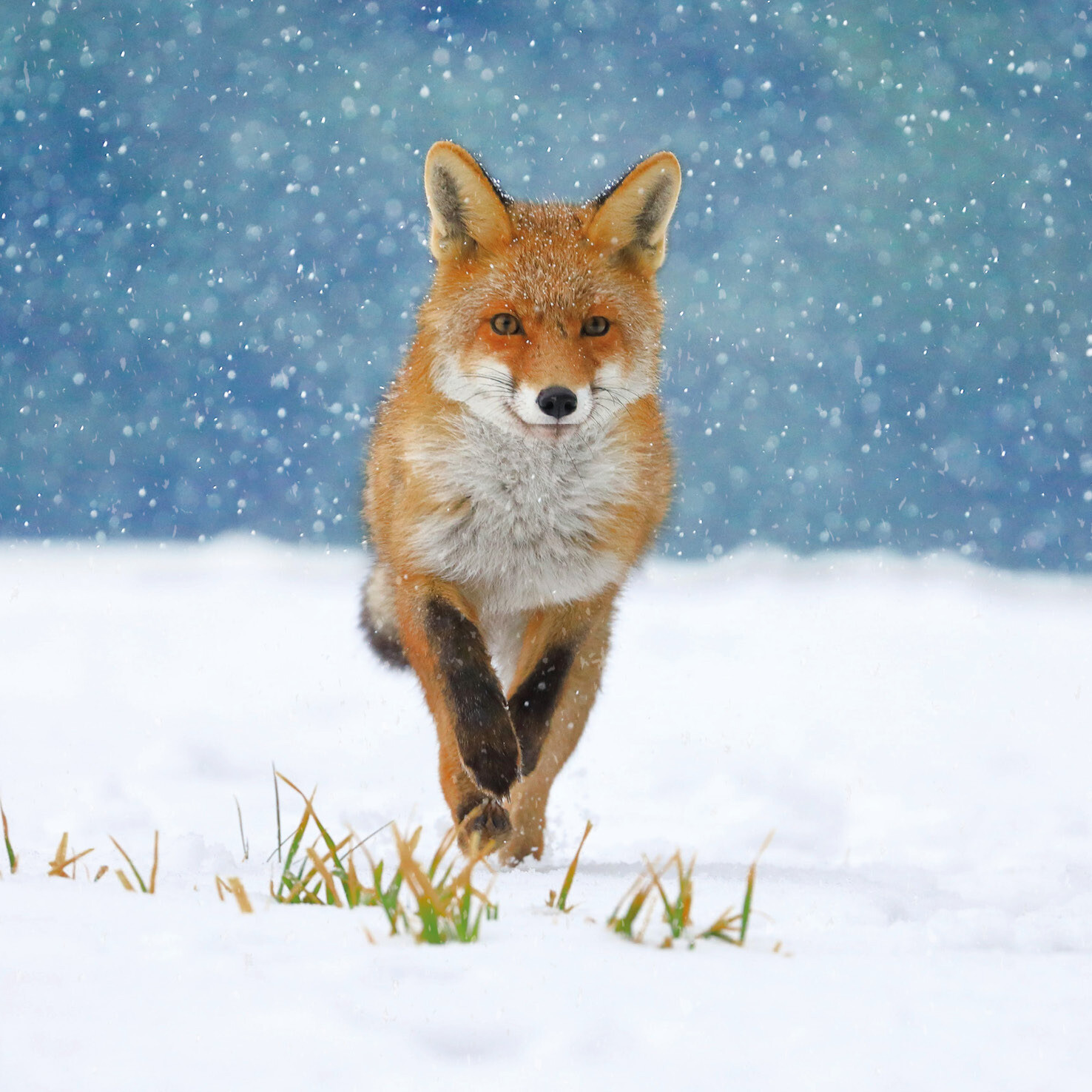 Fox in the Snow
