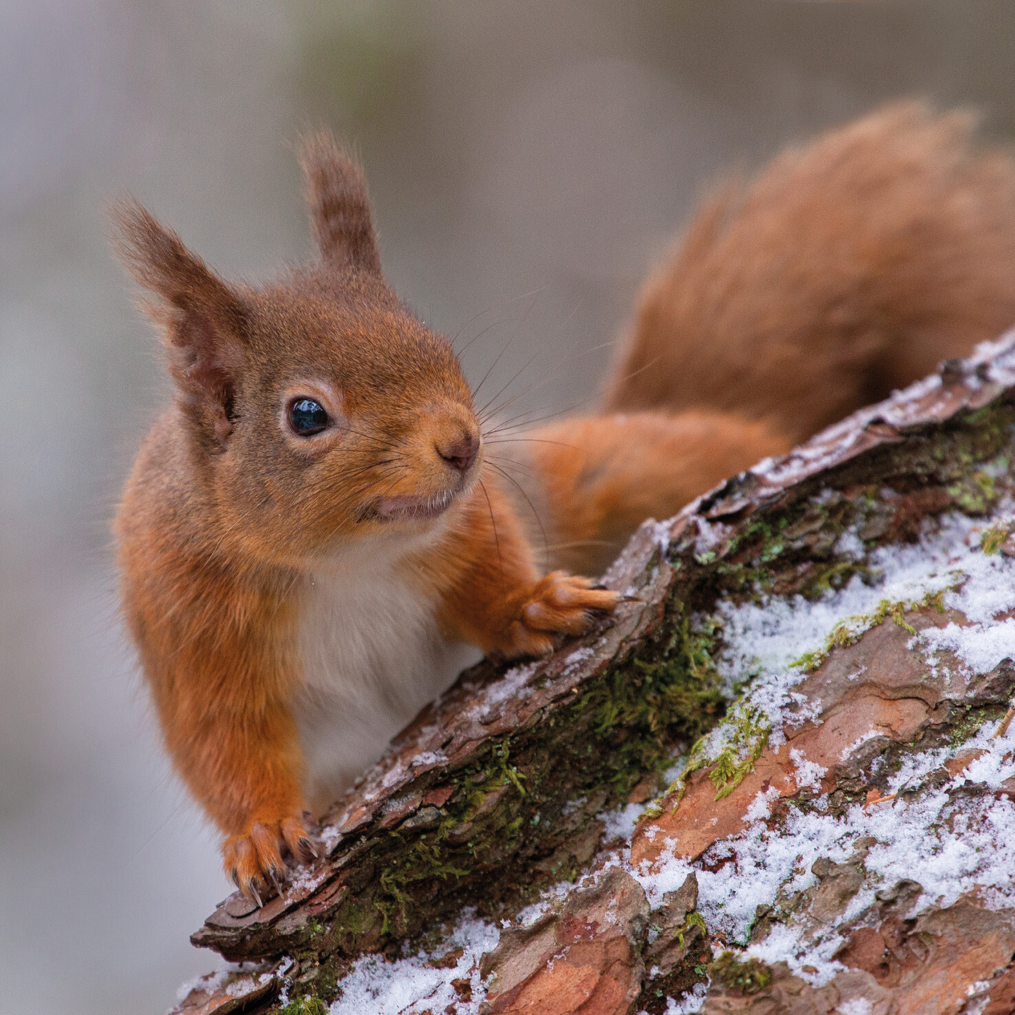 Festive Squirrel